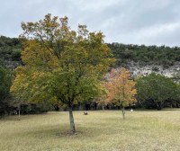 Large tree with some color and smaller tree with more color behind it.