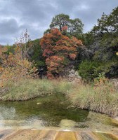 View across water with a colorful tree front and center