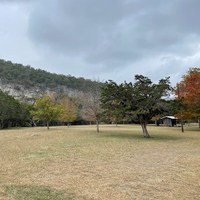 Trees with a few changing leaves