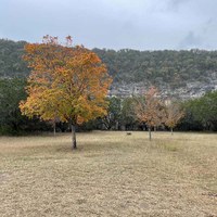 Trees with orange leaves