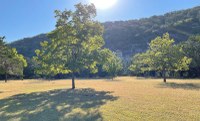 another clearing with a tree in the foreground