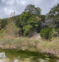 Trees on hillside with one spot of color