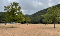 Two large maples with no color showing