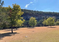 Brown grassy field with large green maple trees. 