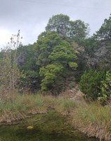 Large trees by stream, no color.