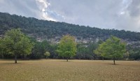 Open area with a few maple trees, still green.