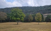 Field with a few trees without color.