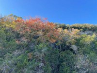 Hillside with one tree that is orange and a bit of yellow