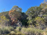 Mostly green trees