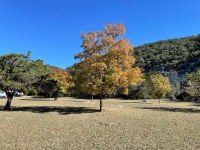 Open area with a colorful maple.