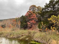 Fall foliage