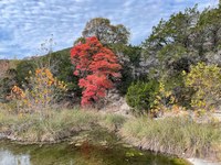 Fall foliage