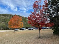 Fall foliage