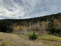 Fall foliage