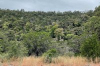 Hillside with green trees and brown grass in front