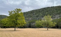 Open field with a few trees and hillside beyond