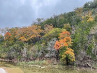 Colorful maples on hillside