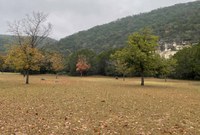 Day use area with one green tree and one half-bare tree with color. Lots of leaves are on the ground.