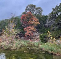 Tree with beautiful orange color