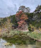 LM-11-28-25-4.jpg Lone colorul maple tree