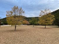 Two maple trees with color in the day-use area