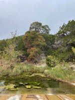 Fall Foliage - 11-6-25 (2).jpg Fall foliage