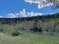 LM-Foliage-5-10-9-25.jpg Hillside with some leaves turning brown