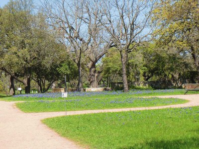 Bluebonnets on a trail