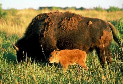 Mother bison with baby by her side, grazing on grass.
