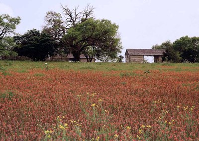 Danz_wildflowers_1000p.jpg