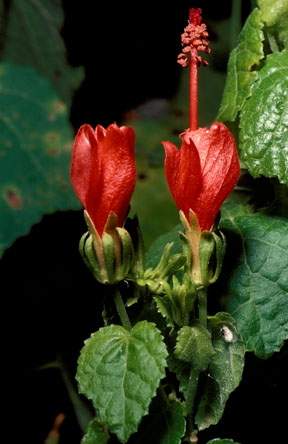 Turk's Cap.jpg