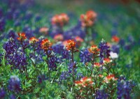 Bluebonnets and paintbrushes
