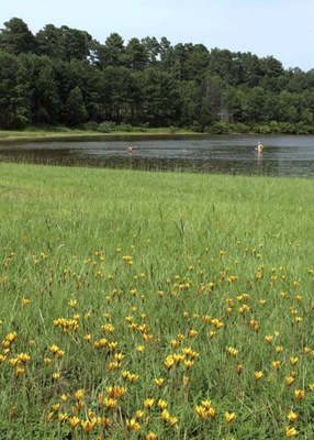 View of wildflowers on the edge of the lake, with kids swimming