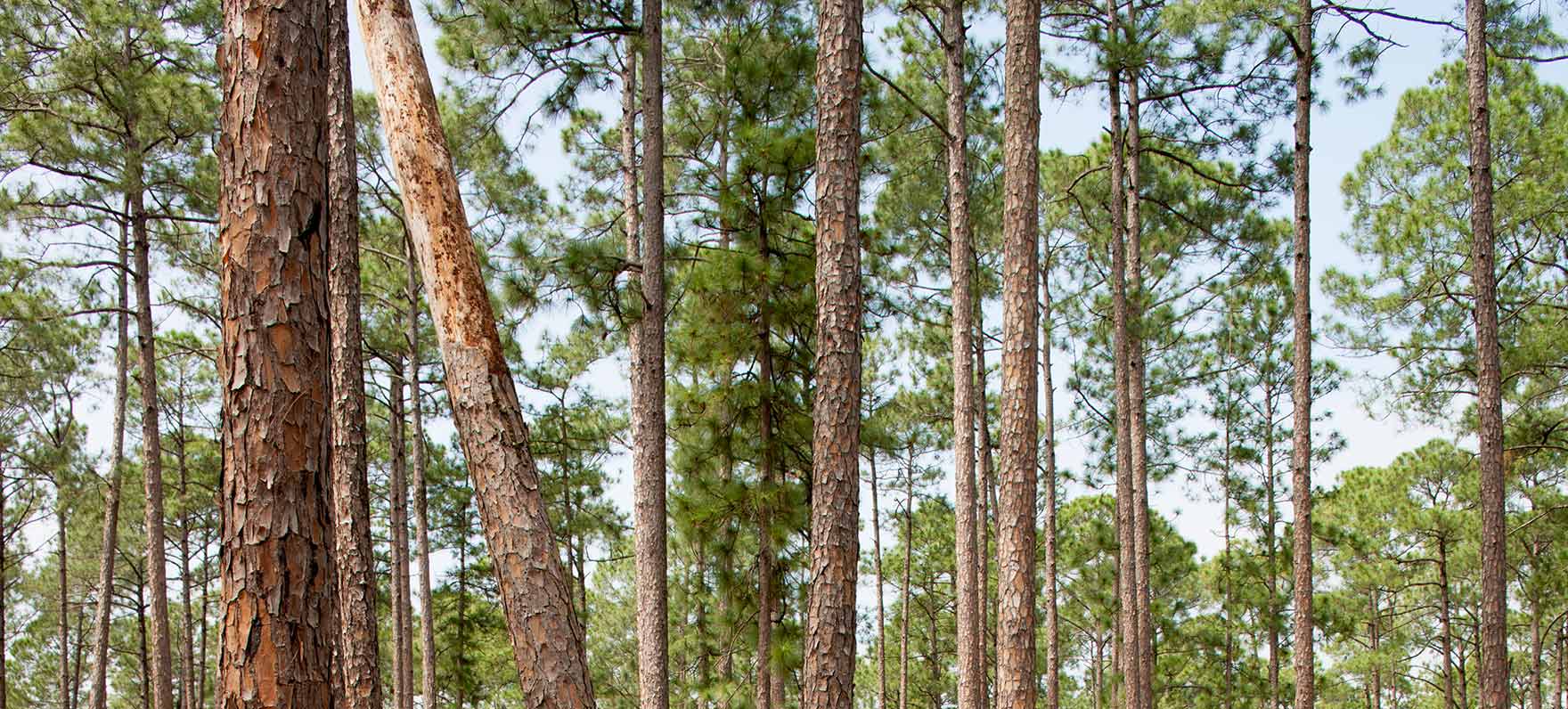 East Texas forests