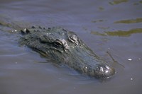 alligator