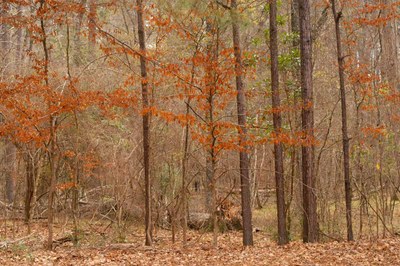 Forest in the fall with orange leaves