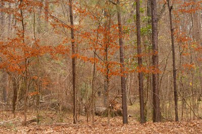 Forest in the fall with orange leaves