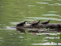 Three turtles on a log in the water