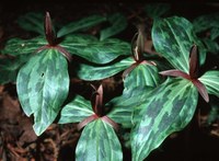 Closeup of trillium plant