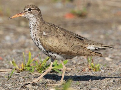 Small bird on a beach