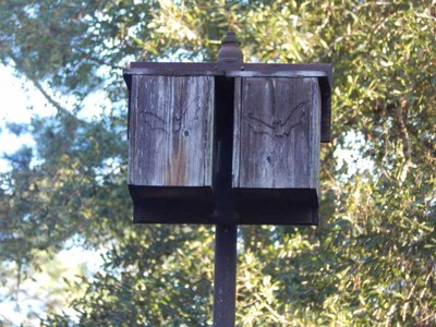 Bat box on a tall pole