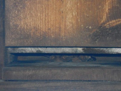 Bats in Box