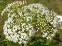 Elderberry bloom stalk