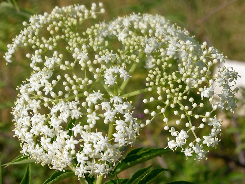 Elderberries