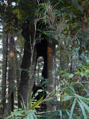 Hollowed out tree trunk
