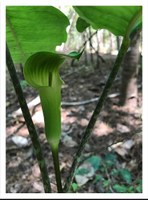 Tall, slender bloom