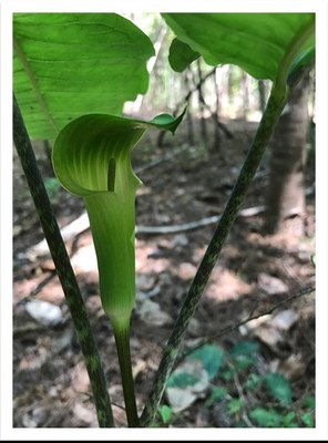 Jack-in-the Pulpit Bloom