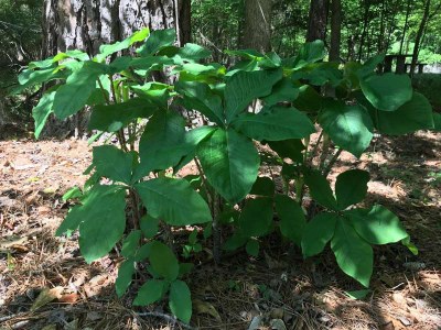 Leafy plant on the forest floor