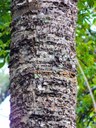 Closeup of rough tree bark with many little holes