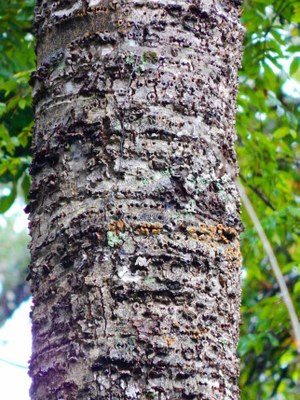 Magnolia Tree Bark